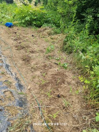 꿈사랑님의 고추 · 영농일지 작성글 사진