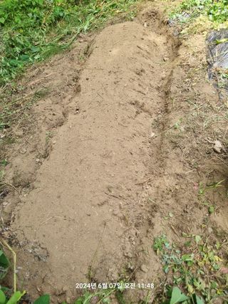 꿈사랑님의 고추 · 영농일지 작성글 사진