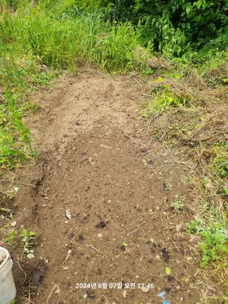 꿈사랑님의 고추 · 영농일지 작성글 사진