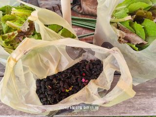 꿈사랑님의 고추 · 영농일지 작성글 사진