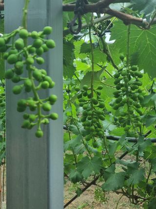 영천님의 포도 · 영농일지 작성글 사진