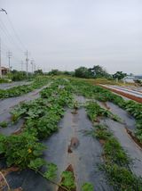 팜모닝 호박·영농일지 게시글 이미지