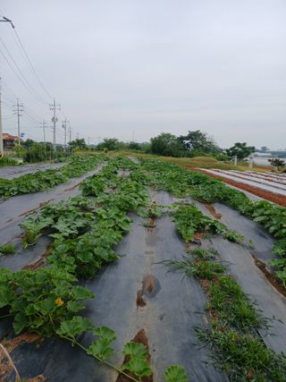 형순님의 호박 · 영농일지 작성글 사진