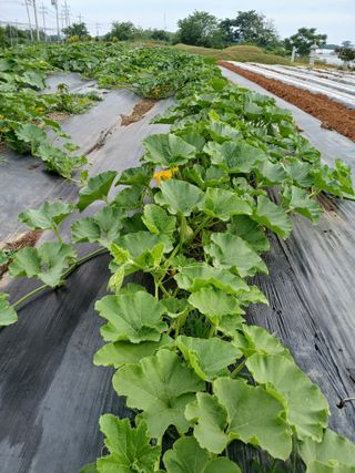 형순님의 호박 · 영농일지 작성글 사진