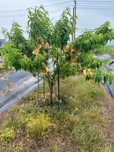 팜모닝 자유주제·자유게시판 게시글 이미지