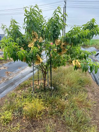 금강농원님의 자유주제 · 자유게시판 작성글 사진