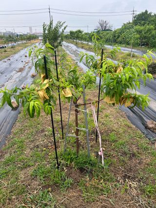 금강농원님의 자유주제 · 자유게시판 작성글 사진