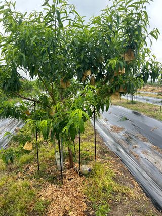 금강농원님의 자유주제 · 자유게시판 작성글 사진