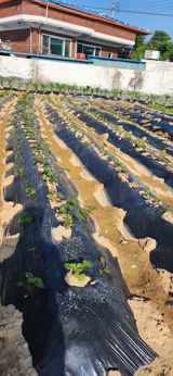 팜모닝 고구마·영농일지 게시글 이미지