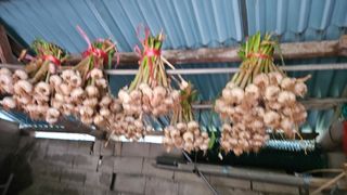 영이님의 마늘 · 수확 작성글 사진