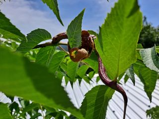 이상헌님의 두릅 · 영농일지 작성글 사진