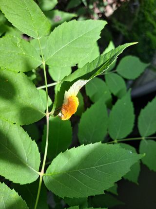 이상헌님의 두릅 · 영농일지 작성글 사진