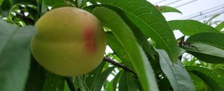 복주농장님의 복숭아 · 자유게시판 작성글 사진