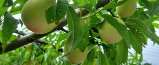 복주농장님의 복숭아 · 자유게시판 작성글 사진