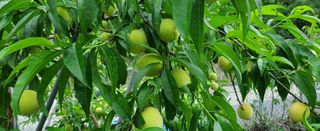 복주농장님의 복숭아 · 자유게시판 작성글 사진