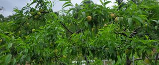 복주농장님의 복숭아 · 자유게시판 작성글 사진