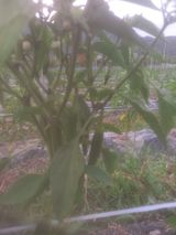 팜모닝 자유주제·자유게시판 게시글 이미지