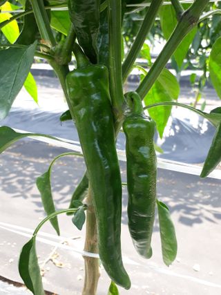 알 수 없음님의 자유주제 · 자유게시판 작성글 사진