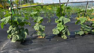 김두영(할리족구)님의 자유주제 · 자유게시판 작성글 사진