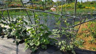 김두영(할리족구)님의 자유주제 · 자유게시판 작성글 사진