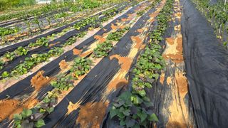 김두영(할리족구)님의 자유주제 · 자유게시판 작성글 사진