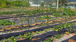 김두영(할리족구)님의 자유주제 · 자유게시판 작성글 사진