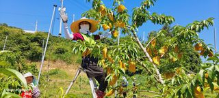 이명신님의 복숭아 · 영농일지 작성글 사진