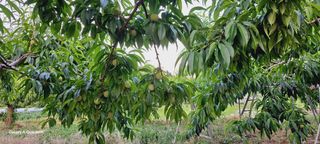 이명신님의 복숭아 · 영농일지 작성글 사진