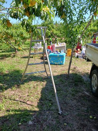 이명신님의 복숭아 · 영농일지 작성글 사진