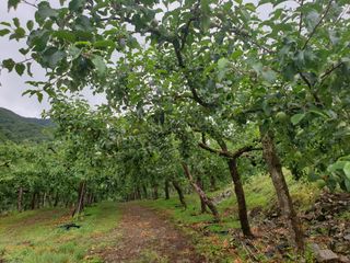 김인태님의 사과 · 일상 작성글 사진