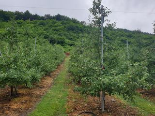김인태님의 사과 · 일상 작성글 사진