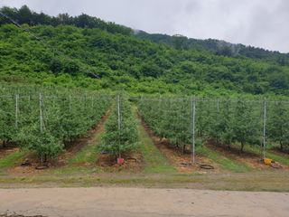 김인태님의 사과 · 일상 작성글 사진