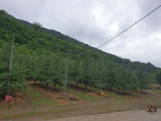 김인태님의 사과 · 일상 작성글 사진