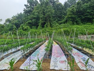 고슴도치공주님의 6월 내 작물 자랑하기🌱 · 참여글 작성글 사진