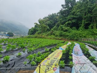 고슴도치공주님의 6월 내 작물 자랑하기🌱 · 참여글 작성글 사진