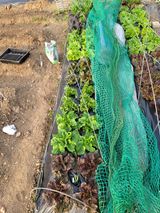 팜모닝 상추·영농일지 게시글 이미지