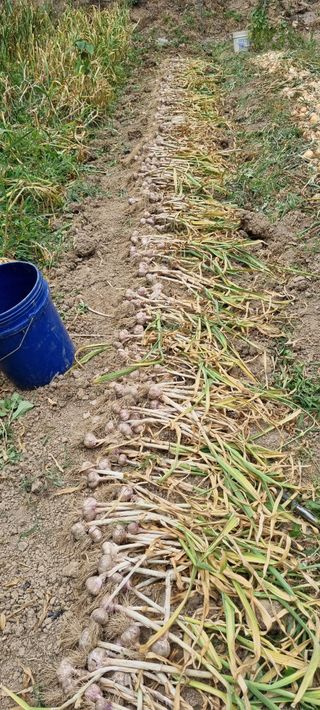 달팽이님의 마늘 · 영농일지 작성글 사진