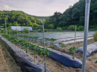 김은경님의 6월 내 작물 자랑하기🌱 · 참여글 작성글 사진