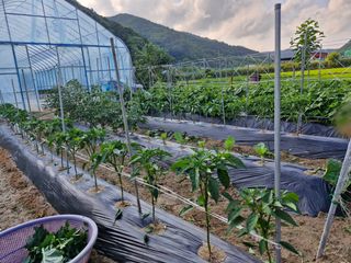 김은경님의 6월 내 작물 자랑하기🌱 · 참여글 작성글 사진