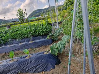 김은경님의 6월 내 작물 자랑하기🌱 · 참여글 작성글 사진