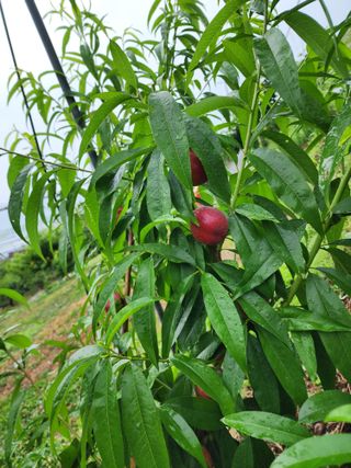 장영환 님의 자유주제 · 자유게시판 작성글 사진