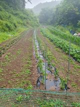 팜모닝 고추·영농일지 게시글 이미지