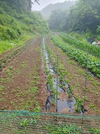 이상준님의 고추 · 영농일지 작성글 사진