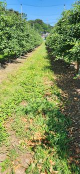 팜모닝 사과·영농일지 게시글 이미지