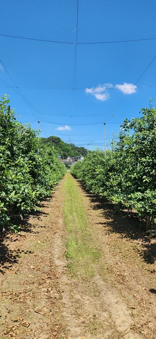 오영세님의 사과 · 영농일지 작성글 사진
