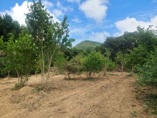 난타자이언트님의 팜모닝 · 출석 작성글 사진