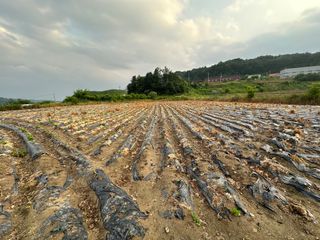 호저*윤정님의 옥수수 · 영농일지 작성글 사진