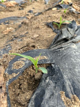 호저*윤정님의 옥수수 · 영농일지 작성글 사진