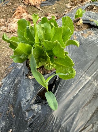 호저*윤정님의 옥수수 · 영농일지 작성글 사진