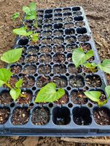 팜모닝 자유주제·자유게시판 게시글 이미지